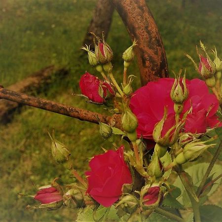 Bastida De Beata Bed and Breakfast Noailles  Εξωτερικό φωτογραφία
